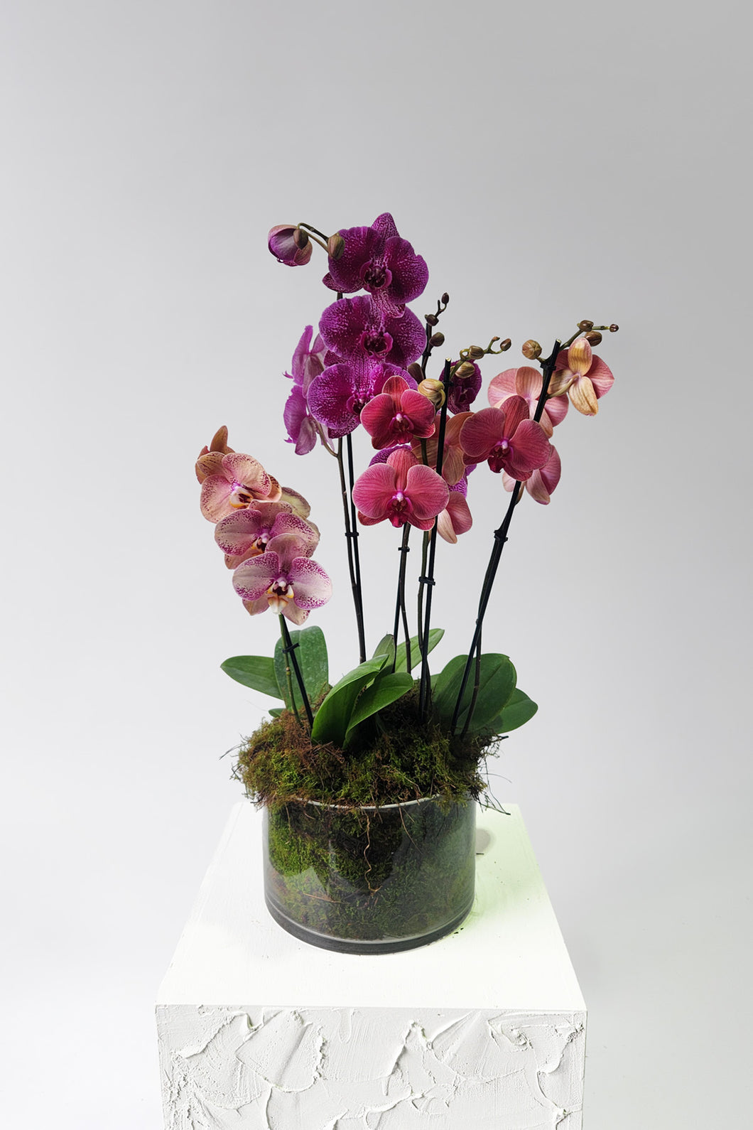 Vibrant Phaelaenopsis Orchid - Premium