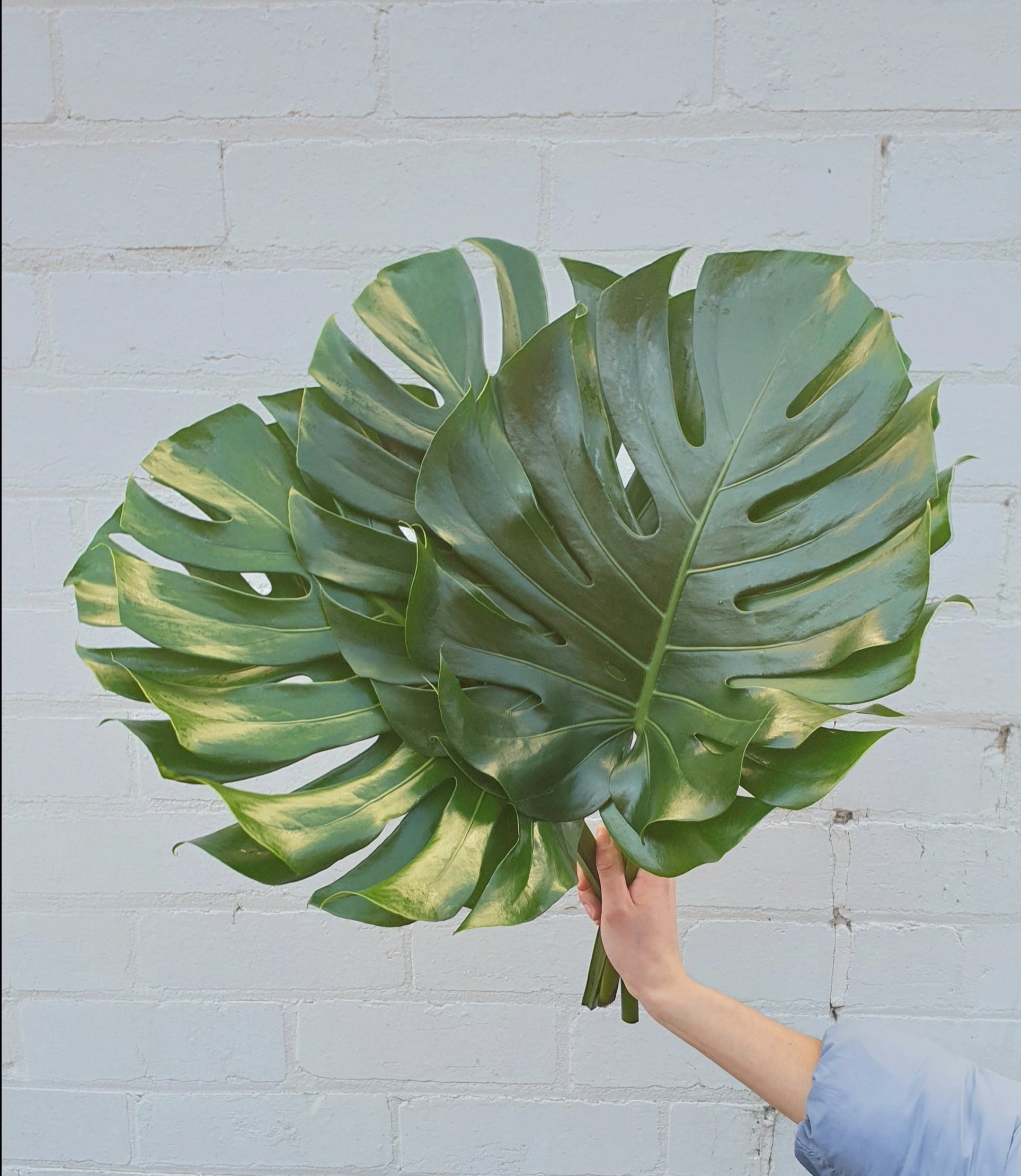 Monstera Leaf discount