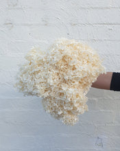 Load image into Gallery viewer, Preserved White Hydrangea | Grown Florist
